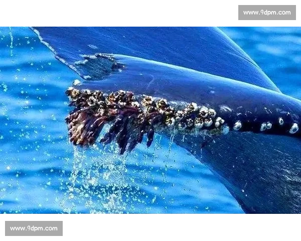 深海作业直击!第一视角体验船舶藤壶清理的硬核挑战 深海作业直击!第一视角体验船舶藤壶清理的硬核挑战